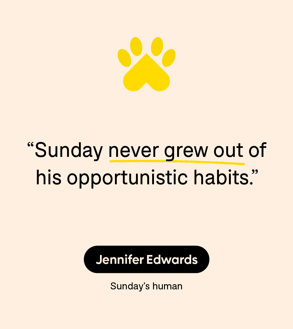 Patient Experience: Dog: Jennifer Edwards: Quote
