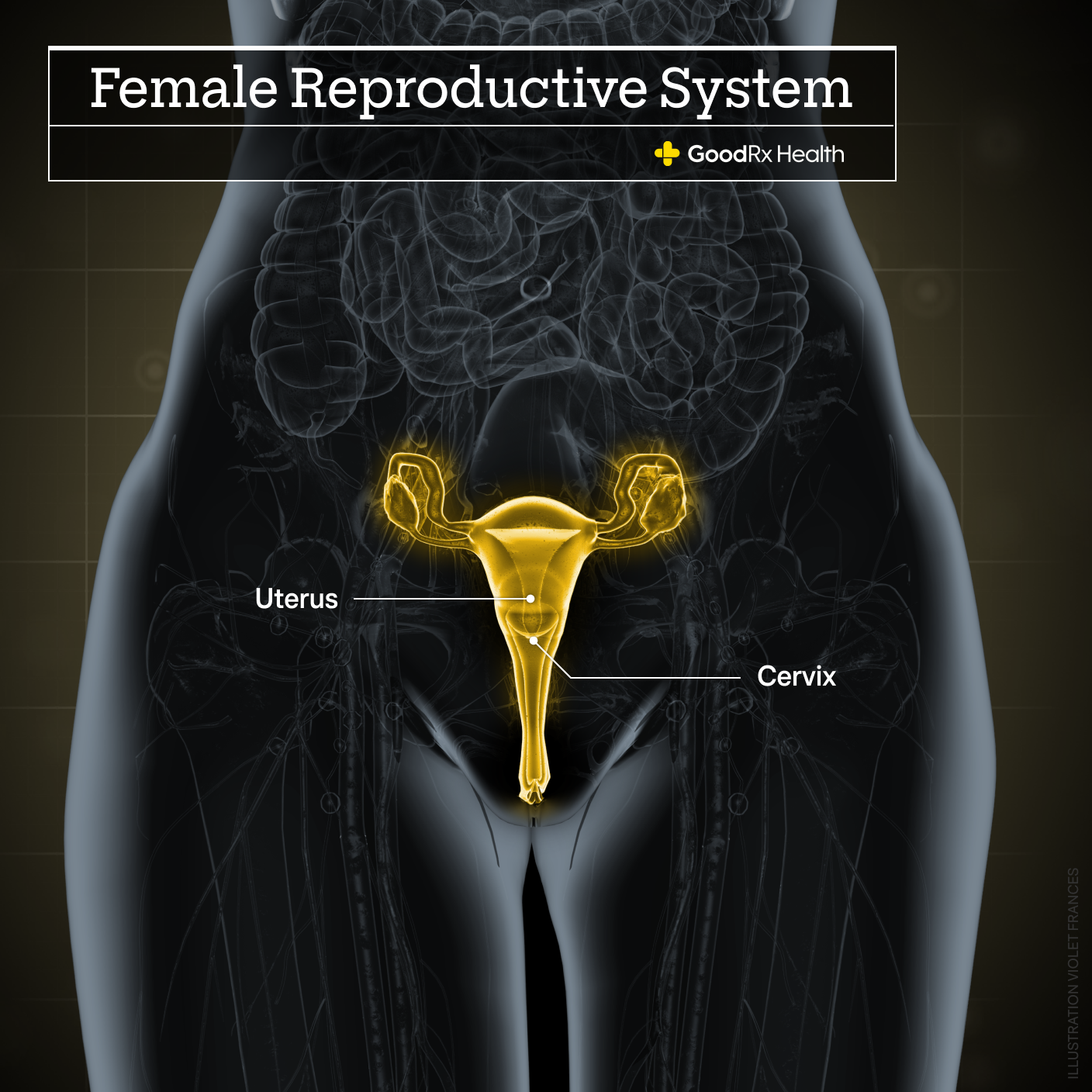 A 3D illustration of the female reproductive system highlighting the uterus and cervix.