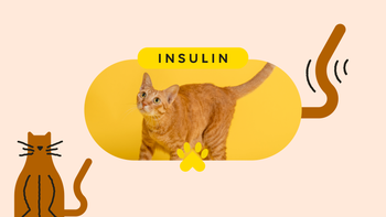 Cat: pet care rescue cat insulin pet featured image