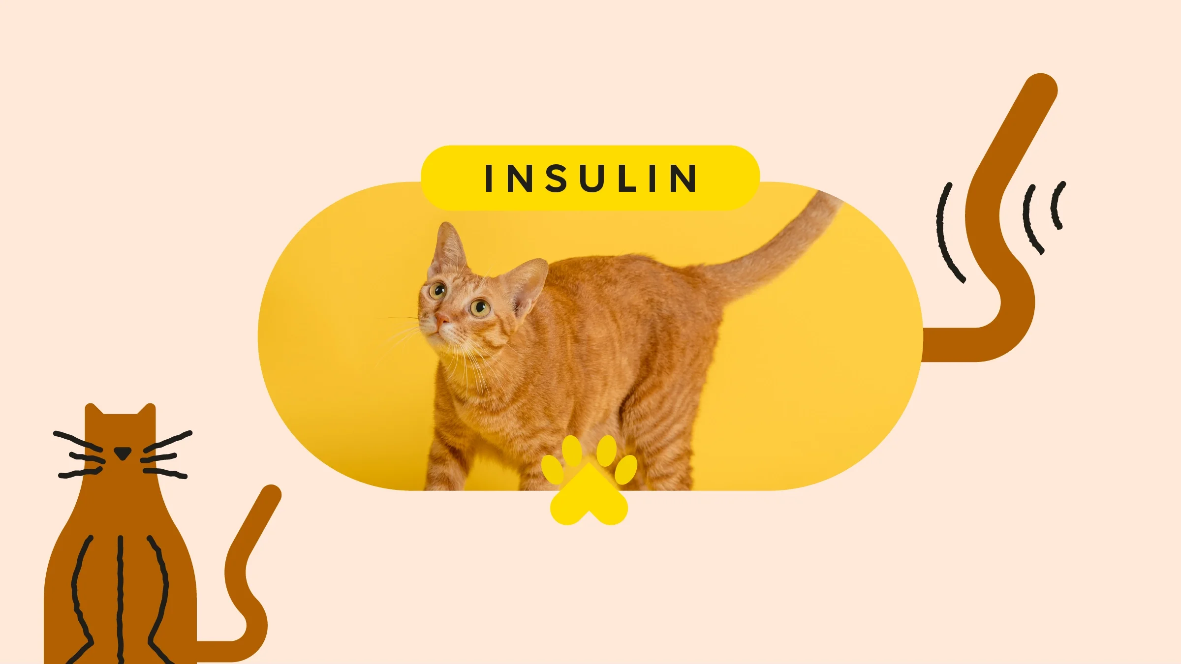 Tan background with oval-framed image of an orange cat on a yellow background. Above the text reads: “insulin.” On the bottom left is an illustration of a brown cat. On the right is an illustration of a wagging brown tail.