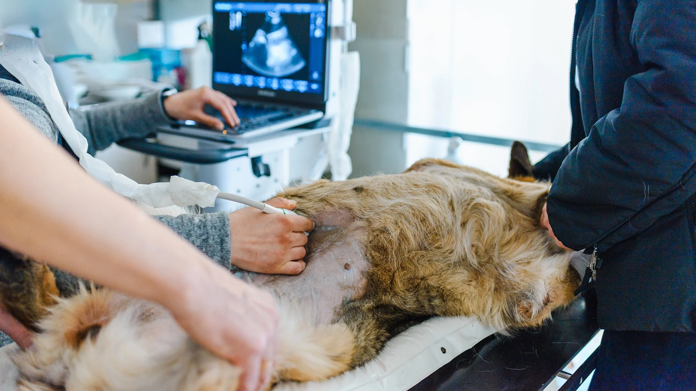 A dog has an ultrasound scan in a vet clinic.