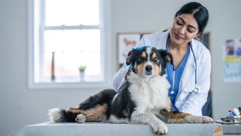 dog: dog at veterinarian 2025553061