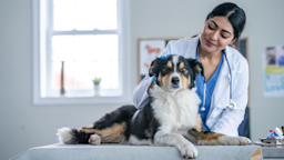 Dog lying on a table at the veterinarian’s office.
FatCamera/E+ via Getty Images Plus     
