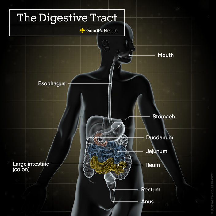 A 3D illustration of the digestive tract including mouth, esophagus, stomach, large intestine (colon), duodenum, jejunum, ileum, anus, and rectum. 
