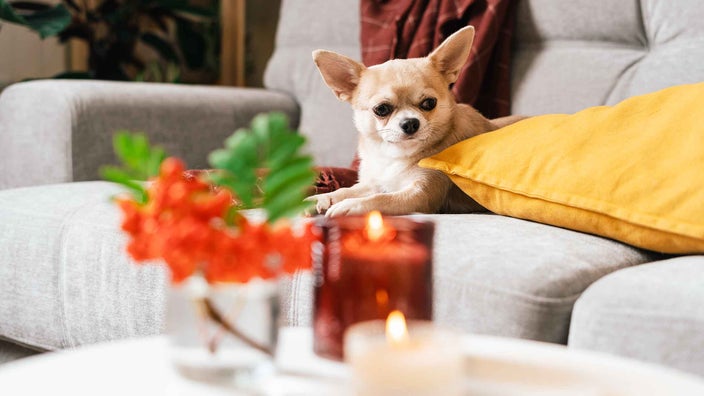 A dog lies on a couch near a coffee table with scented candles.
