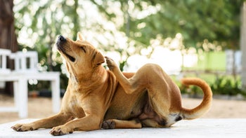 Dog: dog scratching outside 1200341363
