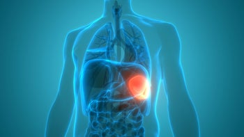 Hematology: 3D spleen anatomy 1252872587