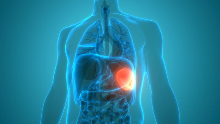 3D Illustration of internal organ spleen anatomy
