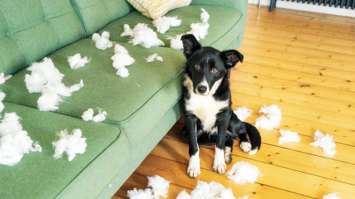 A dog with separation anxiety after chewing stuffing out of pillow cushions.