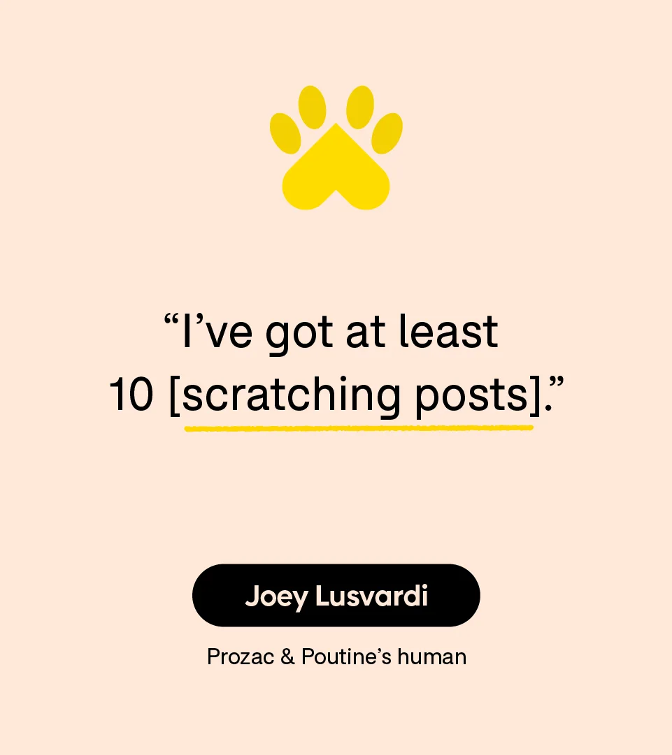“I’ve got at least 10 [scratching posts].” — Joey Lusvardi