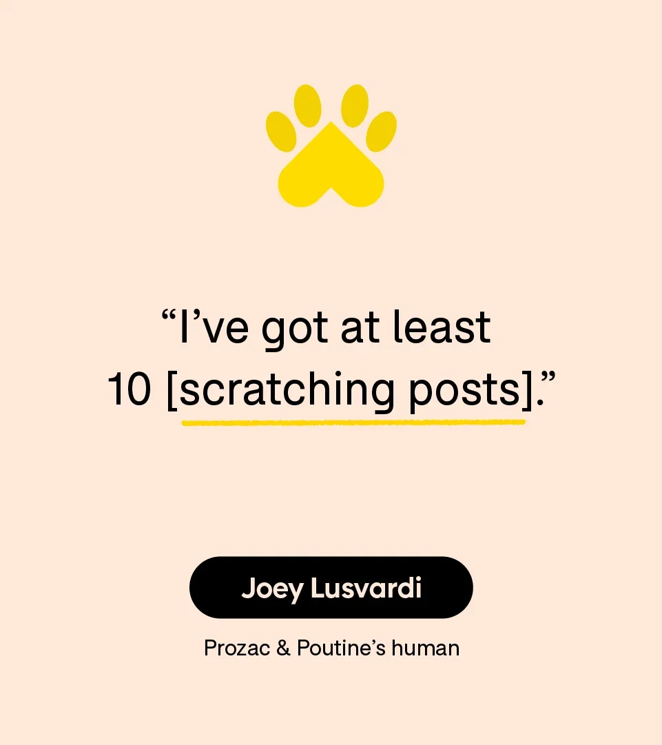 “I’ve got at least 10 [scratching posts].” — Joey Lusvardi