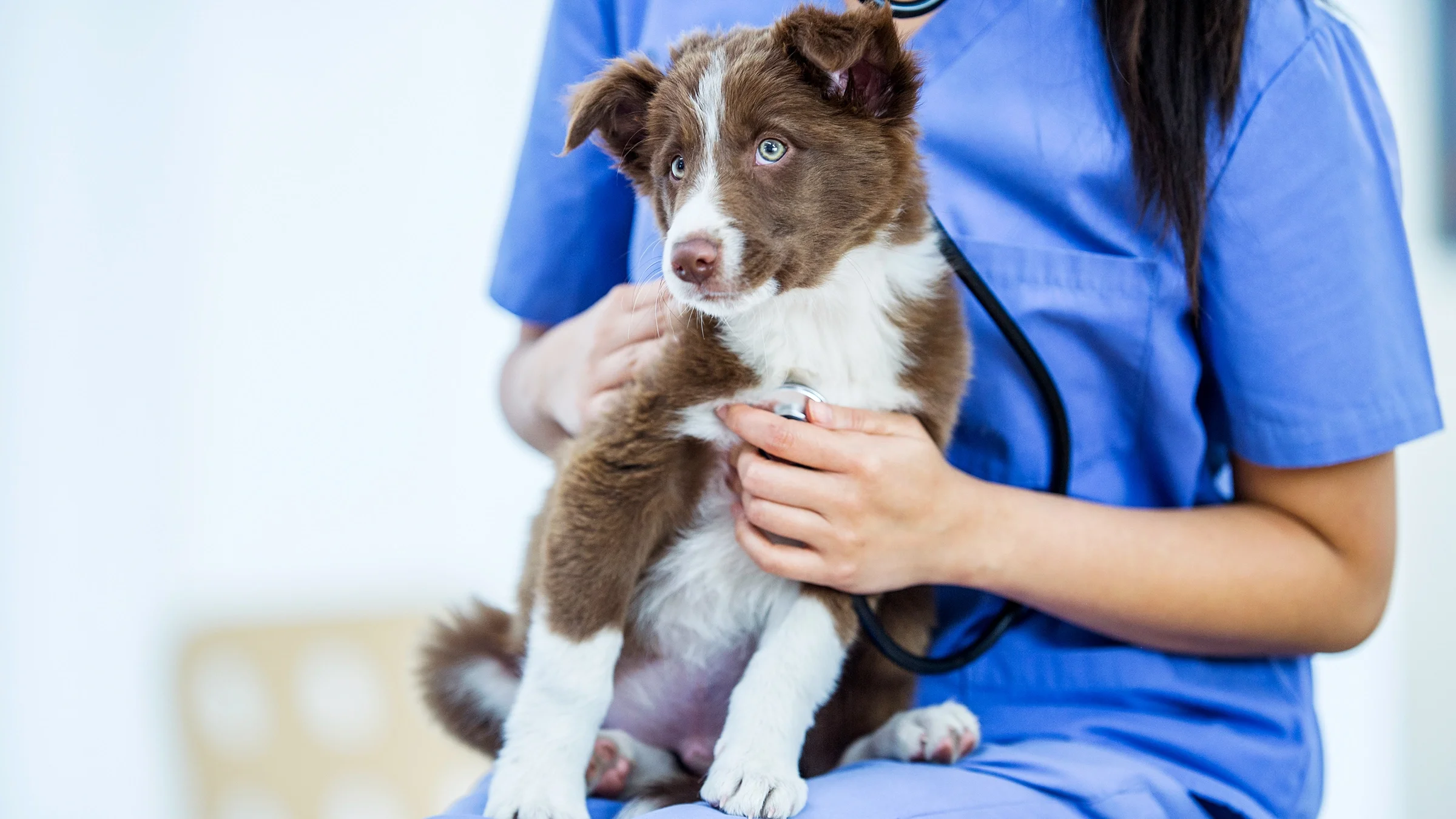 Puppy during veterinary check-up