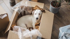 Tapeworms in dogs can lead to a wide range of health problems if left untreated. Learn about the signs of tapeworms in dogs and treatment options.