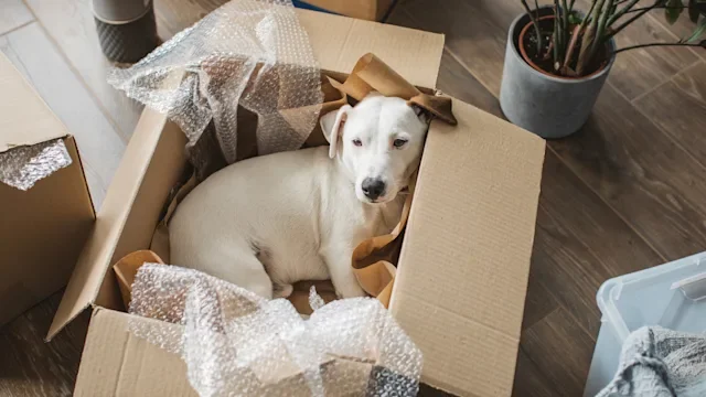 Tapeworms in Dogs: Causes, Symptoms, and How to Treat Them