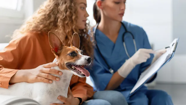 Dog: owner takes dog to the vet 1995860788