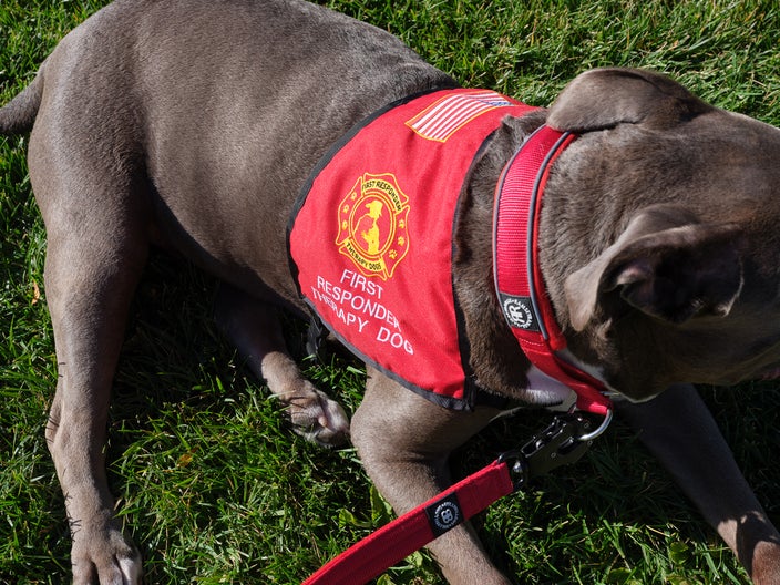Close-up of Duke’s first responder therapy dog vest, which is red with a first responder logo. 