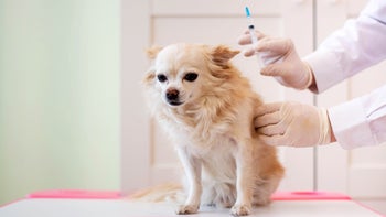 Pet Health: chihuahua dog at vet receiving vaccination 1301204601