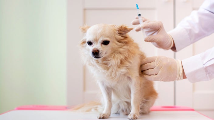 A Chihuahua dog receives an injection at the vet.