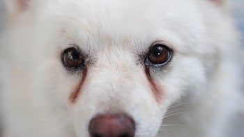 Pet Health: closeup white dog with tear stains 481962608
