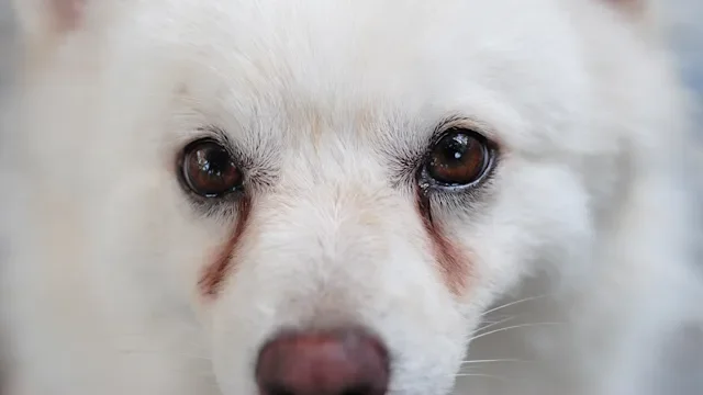 Pet Health: closeup white dog with tear stains 481962608