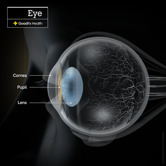 A 3D illustration of the eye highlighting the cornea, pupil, and lens. 