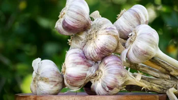 hypertension: bulbs of garlic 2251084539