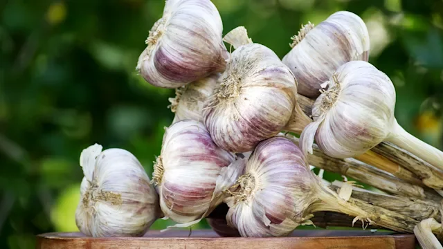 hypertension: bulbs of garlic 2251084539