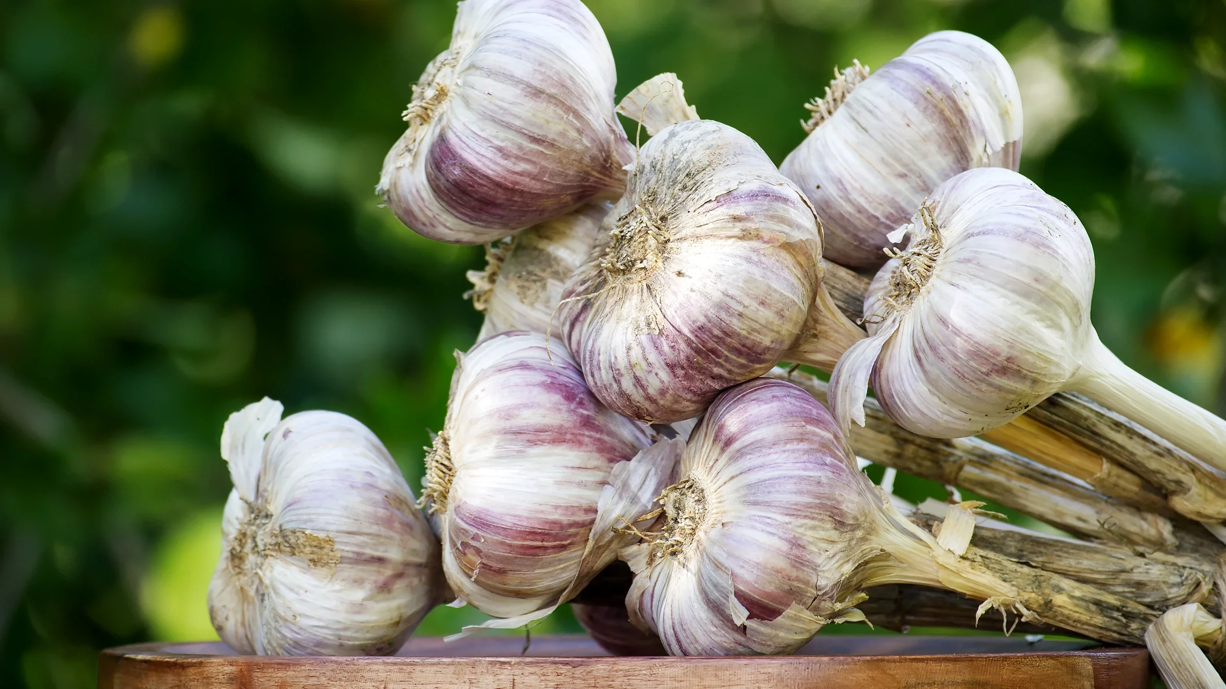 Freshly harvested garlic bulbs with stems rest on a wooden surface.