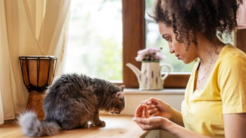 Health: Cat: woman giving medicine to cat 1450399196