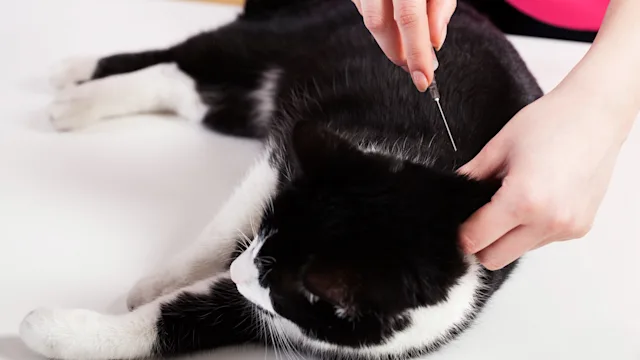 Cat: FVRCP: cat vax 484399999