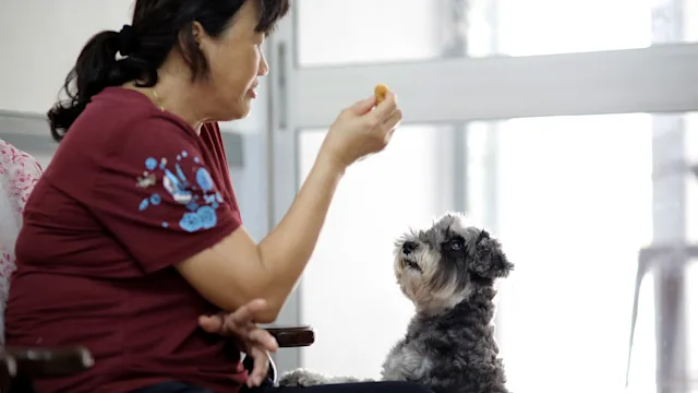 dog: woman giving dog a treat 1351212955