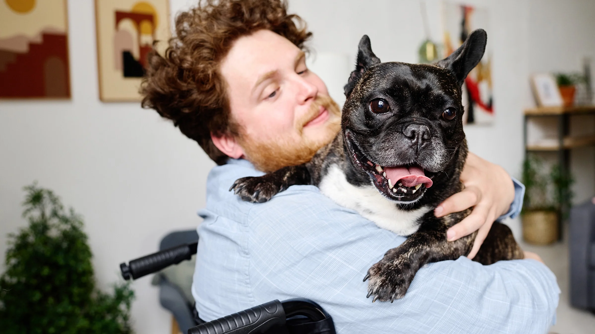 A man sits in a wheelchair and holds his French bulldog in his arms.