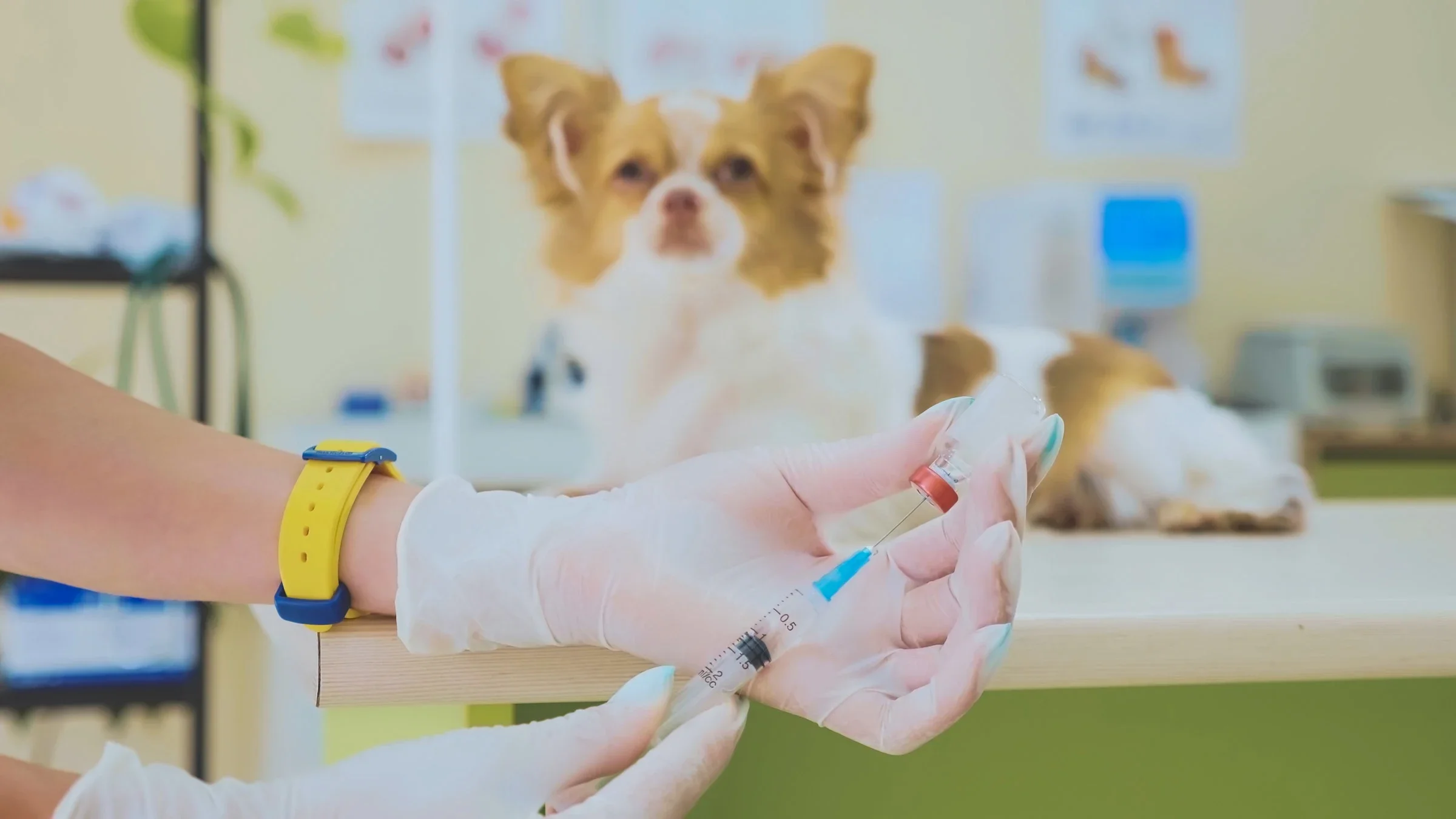 A vet preparing a vaccine for a dog.
Alexeg84/iStock via Getty Images Plus 