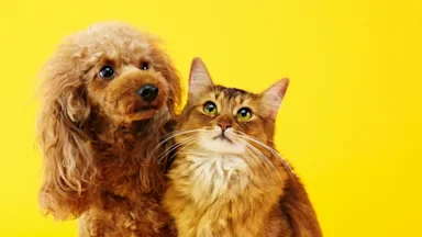 Health: Pet health: cat dog portrait yellow background-184920565