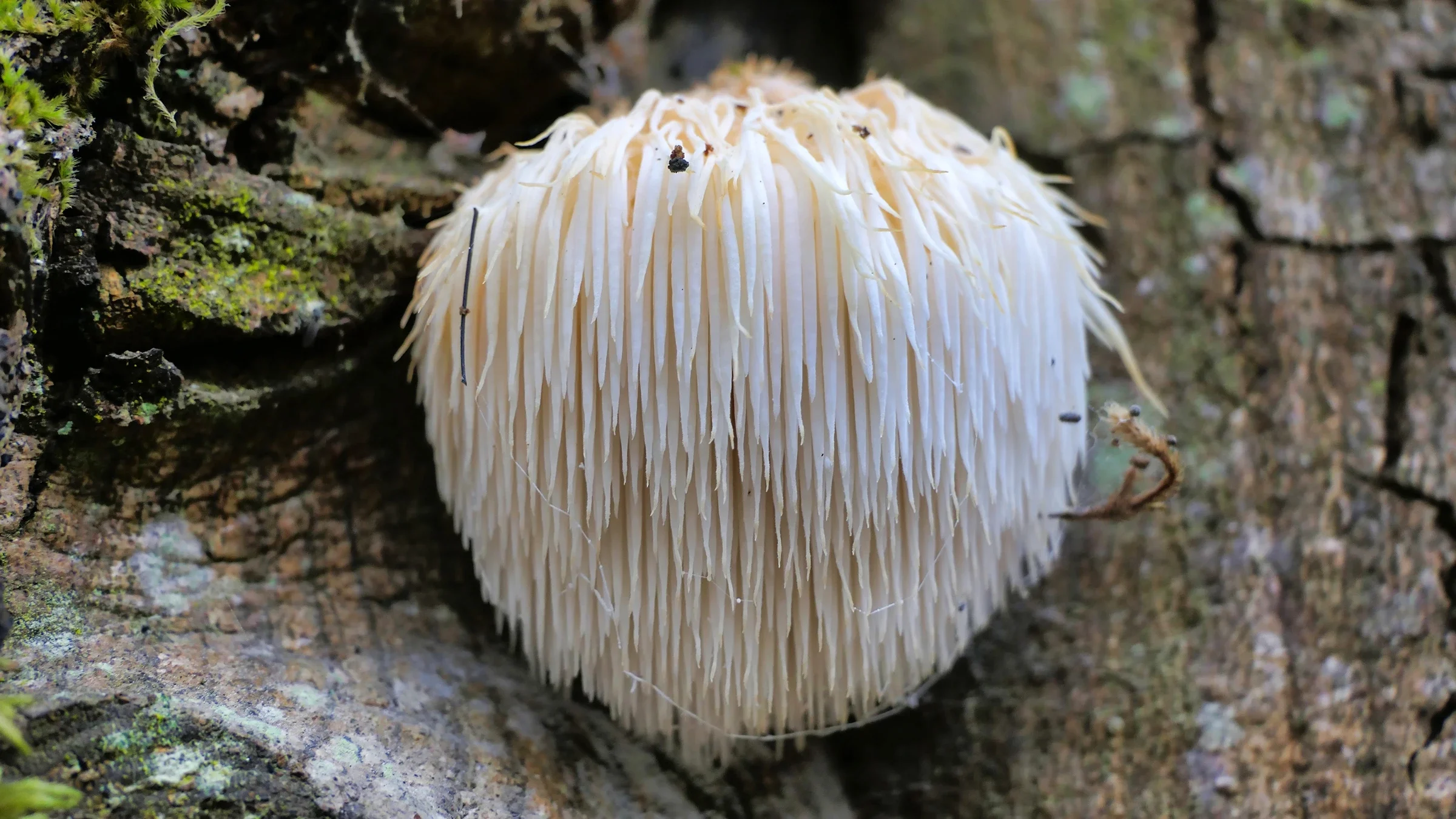 A lion's mane mushroom grows on the side of a mossy tree. 