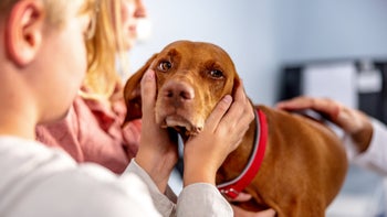dog: dog at vet 1544265417