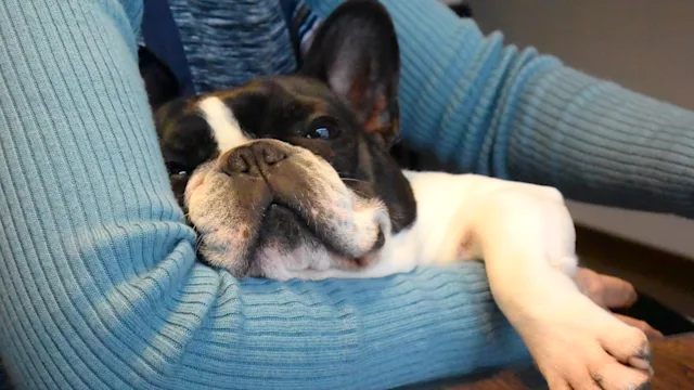 Dog: french bulldog falling asleep 1222980642