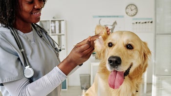 Dog: vet cleaning dogs ear 1423831459