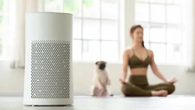 Respiratory: Choosing purifier: air purifier meditating with pug 1255866136