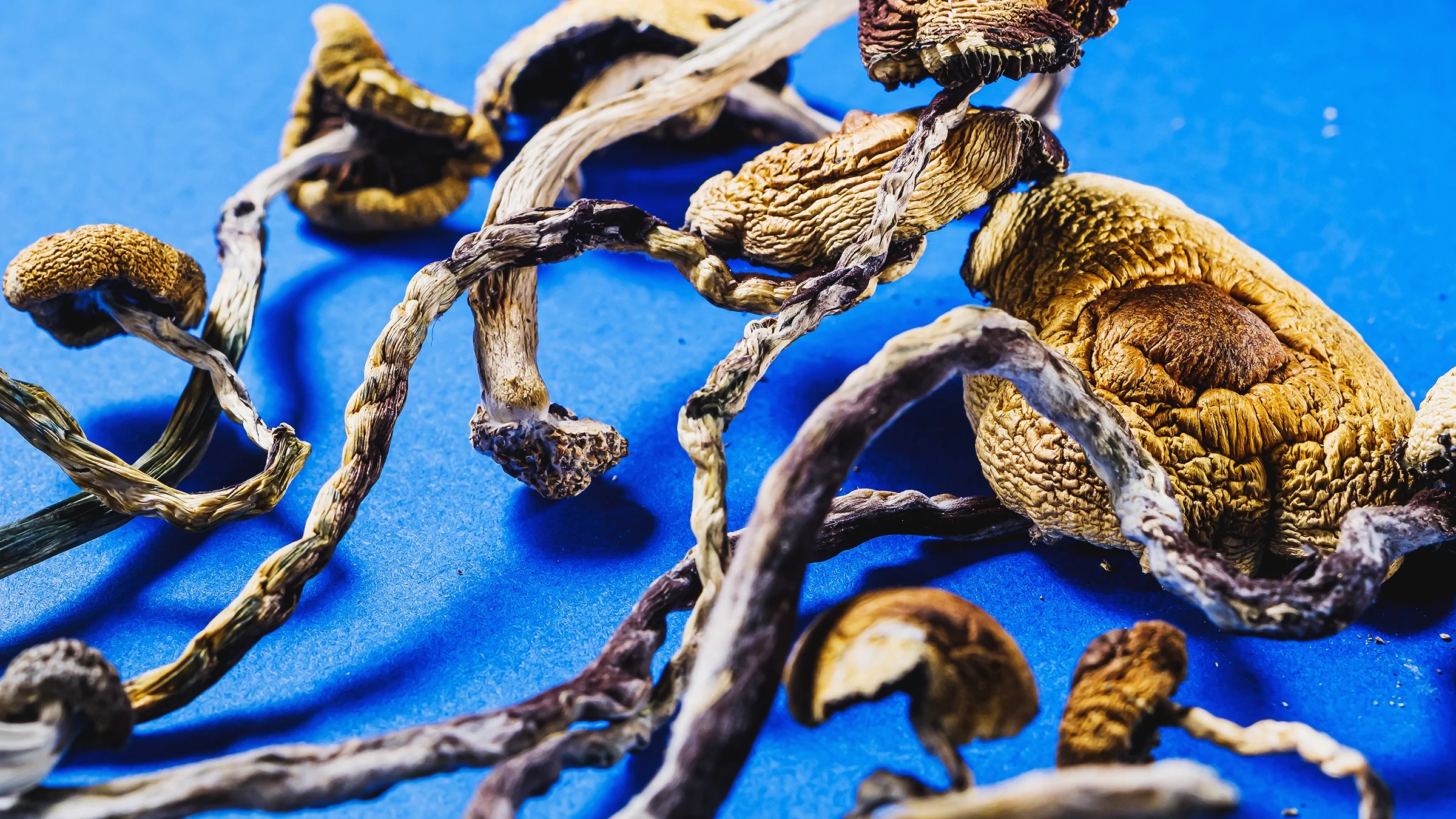 Dried magic mushrooms lie on a blue surface.