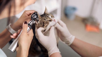 cat: closeup vet examining cat ear 1332755054