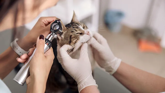 cat: closeup vet examining cat ear 1332755054