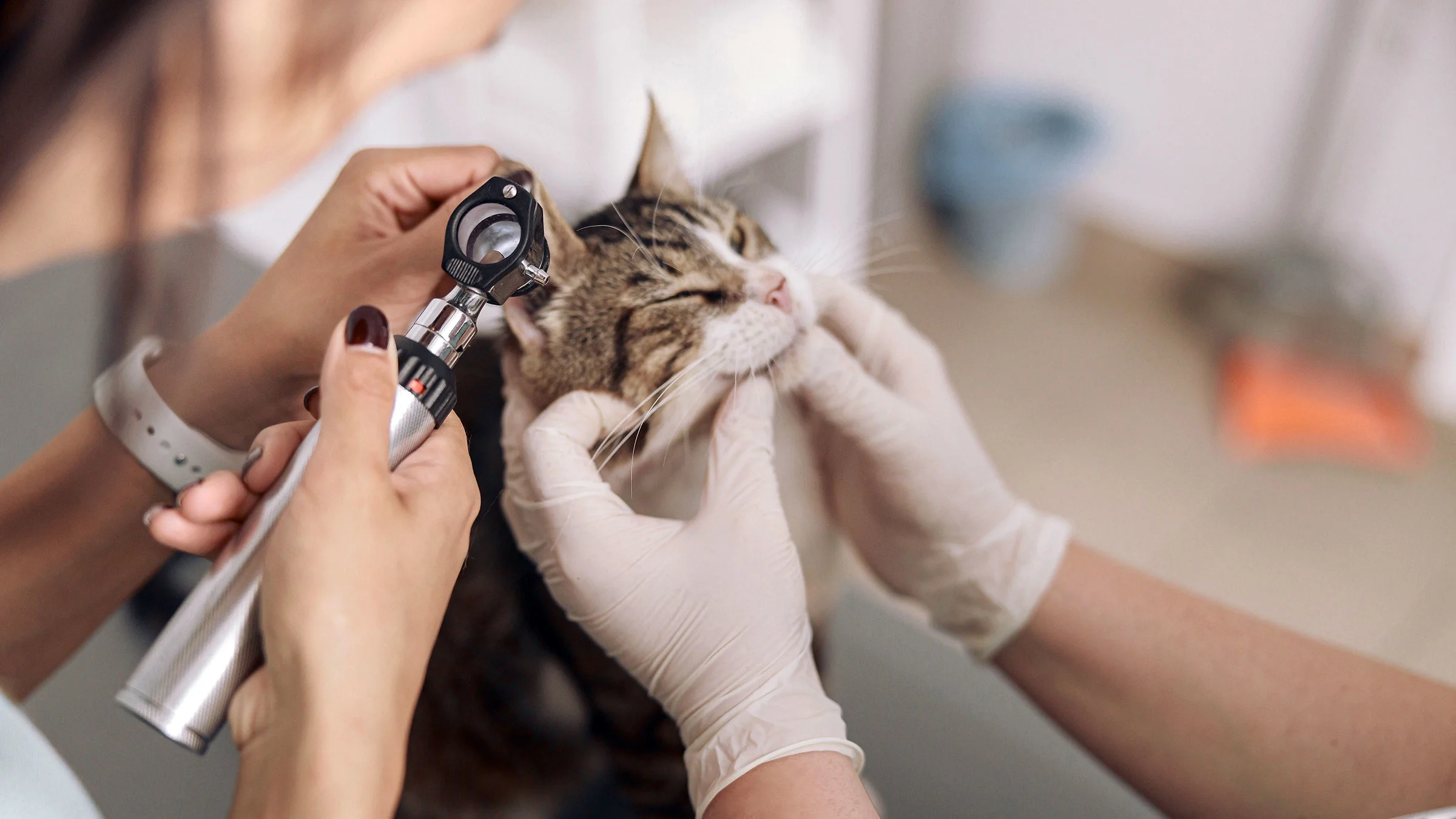 A veterinarian examines a cat's ear.