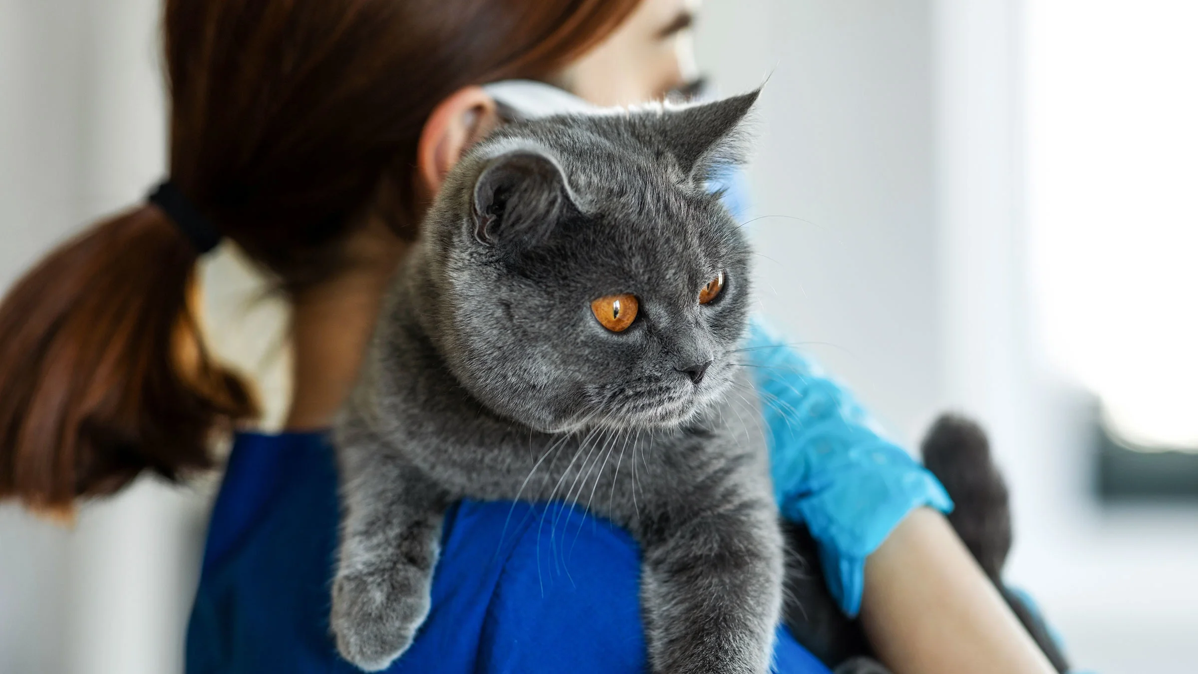 A cat gets a checkup at the vet.