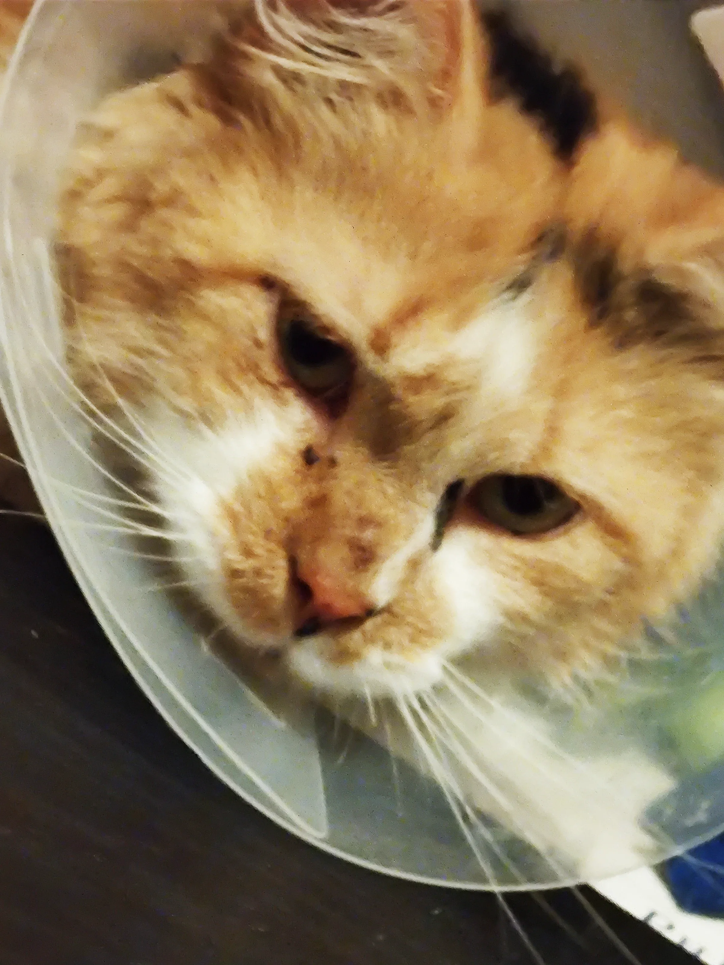Pippi the cat is pictured wearing a cone after surgery.