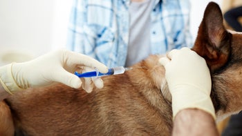 Dog: closeup dog vaccine 938105008