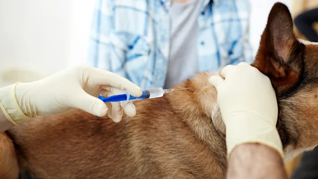 Dog: closeup dog vaccine 938105008