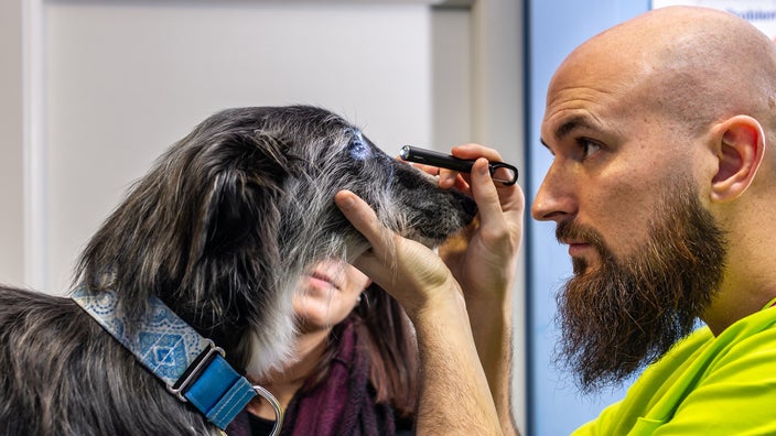 A veterinarian examines the eye of a greyhound.
