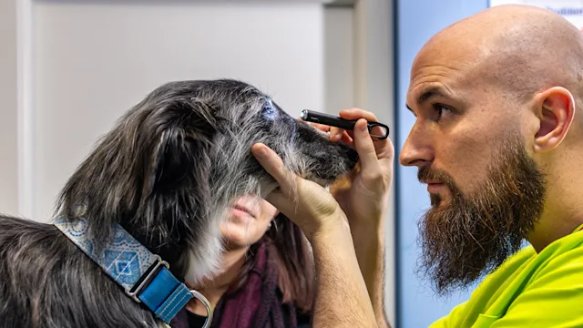 dog: vet examining dogs eye 1169039118