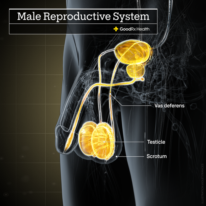 A 3D illustration of the male reproductive system highlighting the vas deferens, testicle, and scrotum. 